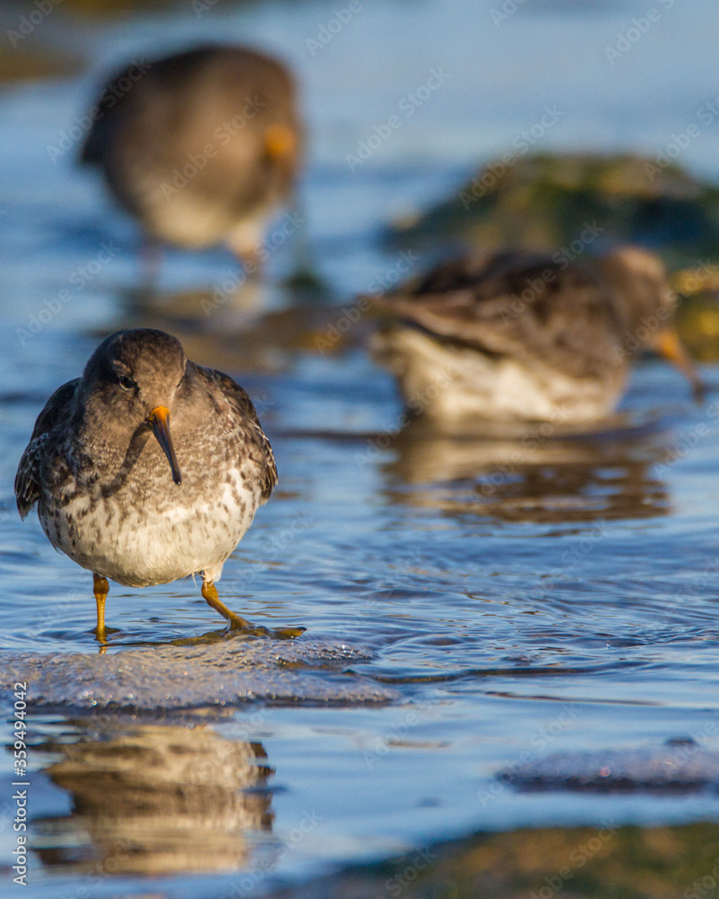 Purple sandpiper, Durham, February 2016 Purple sandpiper, Durham, February 2016
