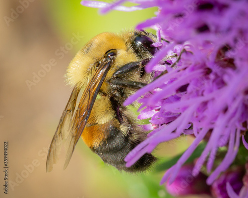 Macro image of a Bumblebee on a flower. 