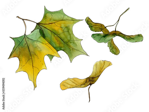 watercolor picture of green maple leaves