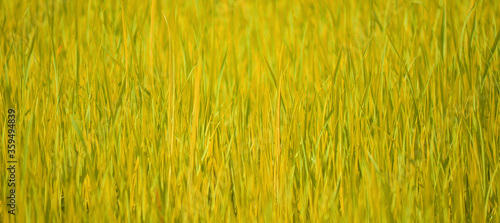 grass texture background used to make cards for the new year festival on valentines day, birthday, poster, christmas