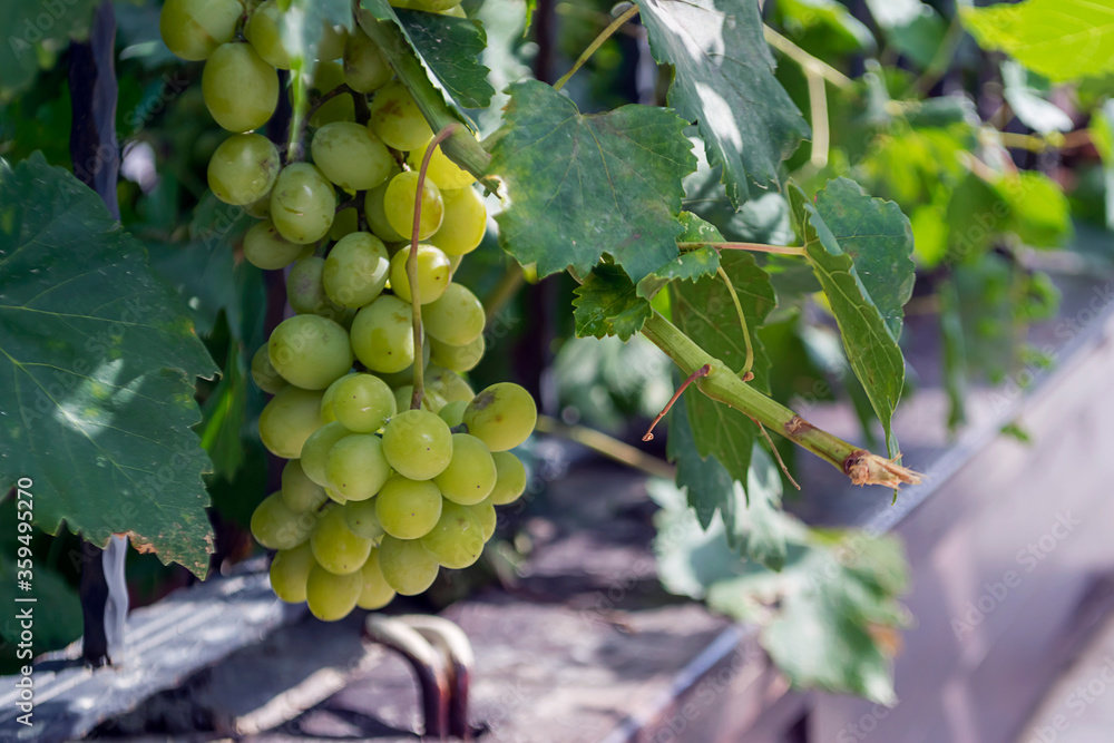 A bunch of green grapes hangs on a branch. A bunch of green grapes hangs on a branch.
