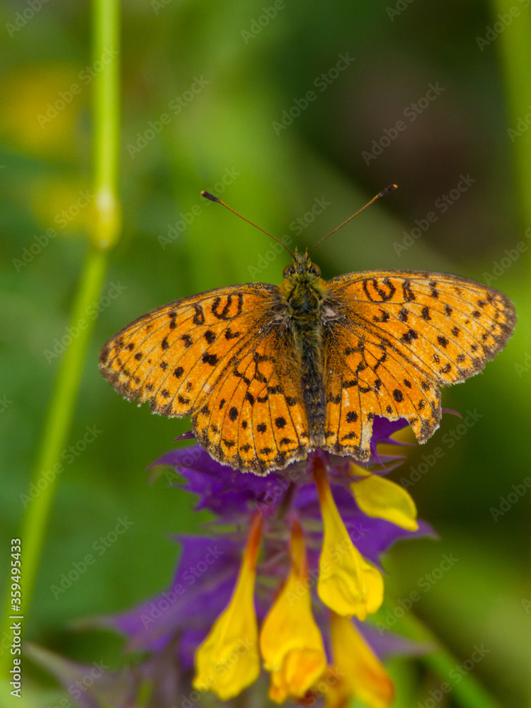 Pearl-bordered fritillary, Estonia, July 2016 Pearl-bordered fritillary, Estonia, July 2016
