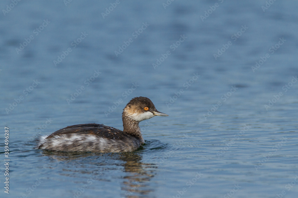Black-necked grebe, Oxfordshire, September 2016 Black-necked grebe, Oxfordshire, September 2016