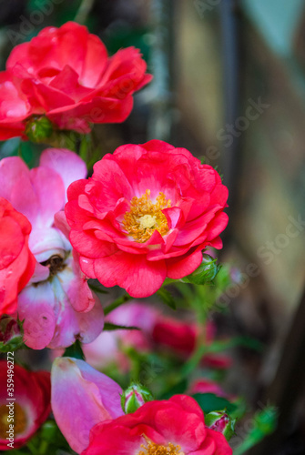pink summer flower