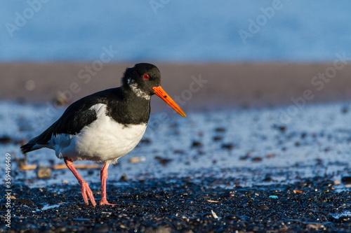 Φωτογραφία Oystercatcher, Durham, January 2017
