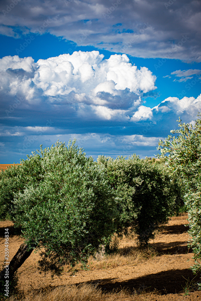 landscape of a farm field with olive groves and sky with clouds