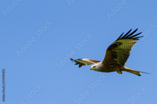 Red Kite  Oxfordshire  April 2017