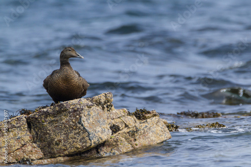 Eider, Fife, May 2017