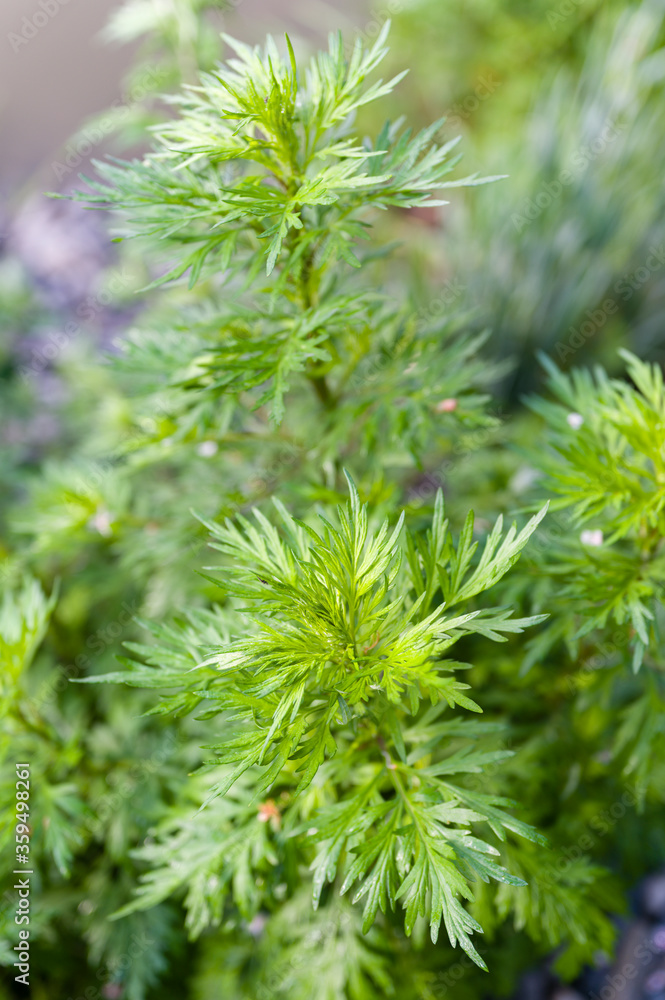 Lush green leaves of black and white wormwood. Lush green leaves of black and white wormwood.