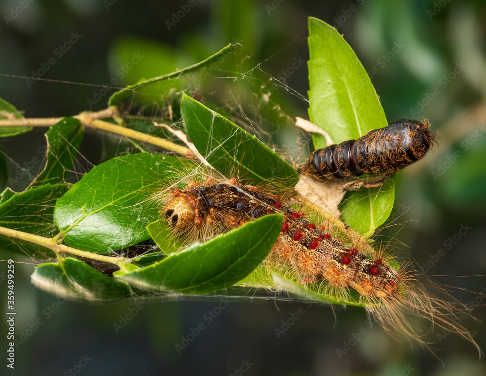 Gypsy moth caterpillar , lymantria dispar Foto Stok | Adobe Stock