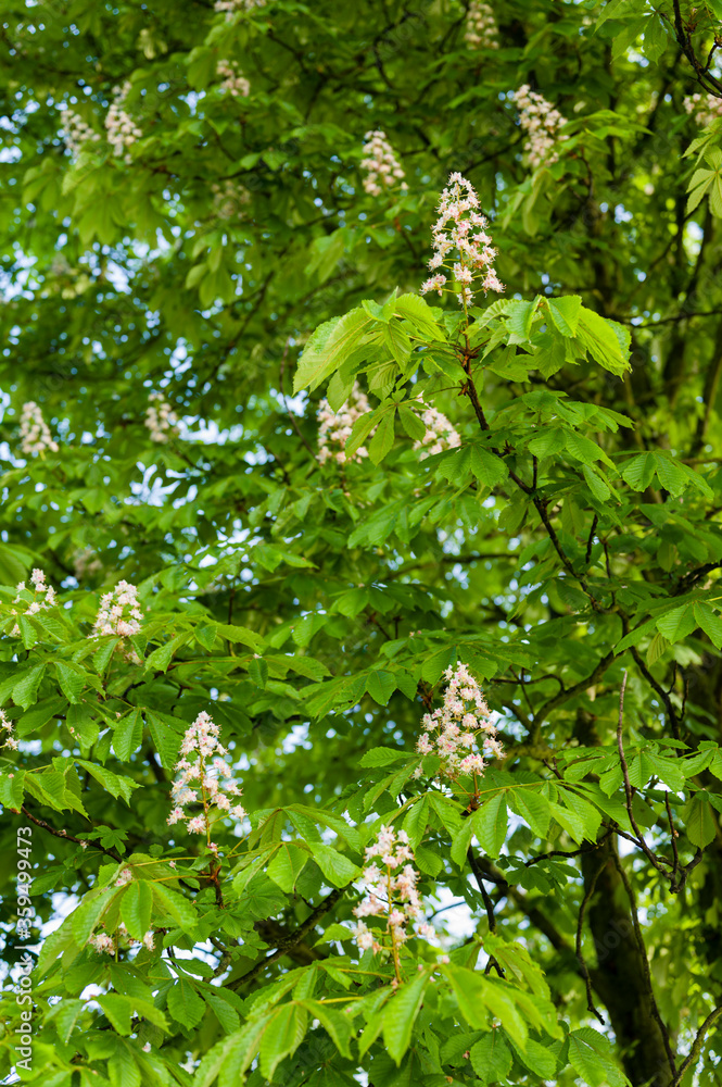 Lush green chestnut leaves and flower. Lush green chestnut leaves and flower.