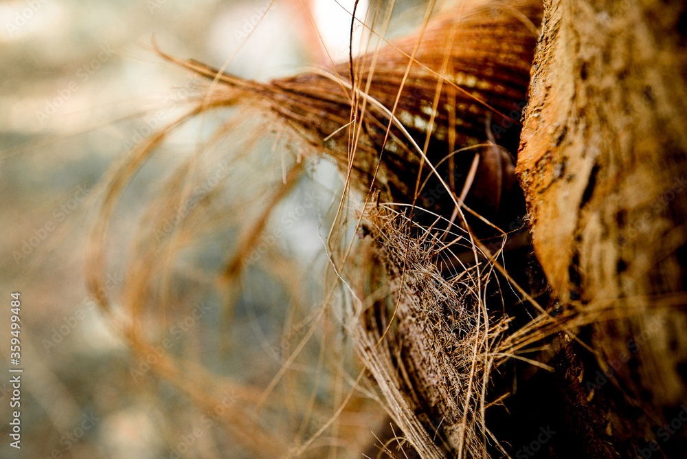 Fototapeta premium close up detail of coconut fiber, wallpaper, ingredient, panel, photo panel, natural fibers, detailed nature texture, abstract background, texture background, natural fiber, background
