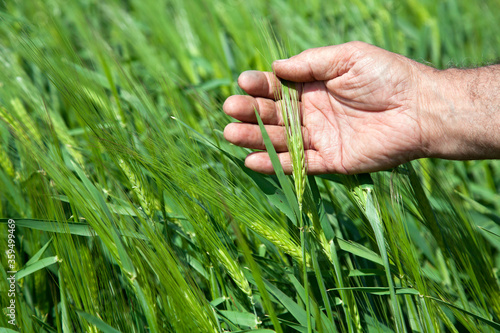 male hand holding a ear of wheat on a field