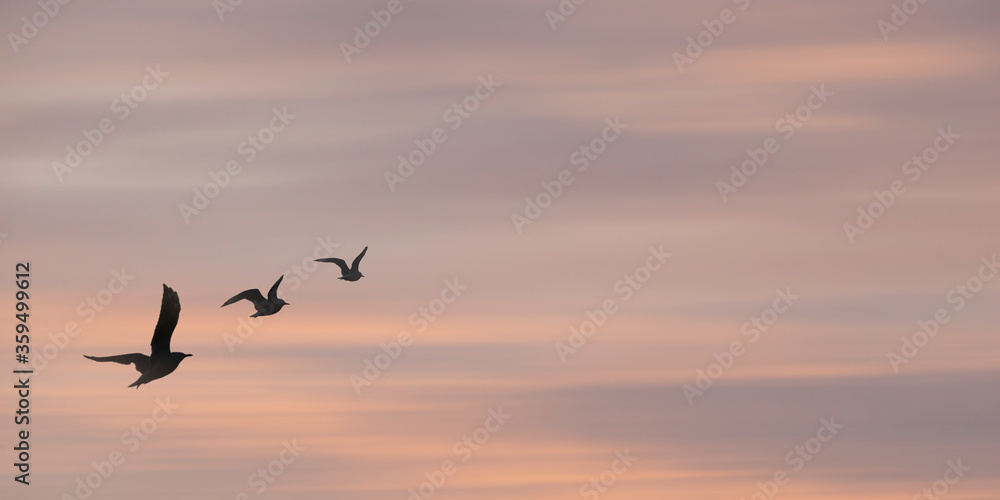 Birds flying towards the pastel sunrise sky