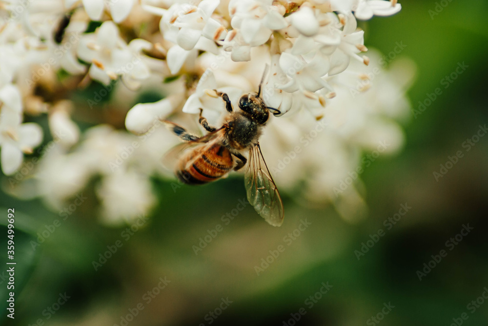 bee on flowers