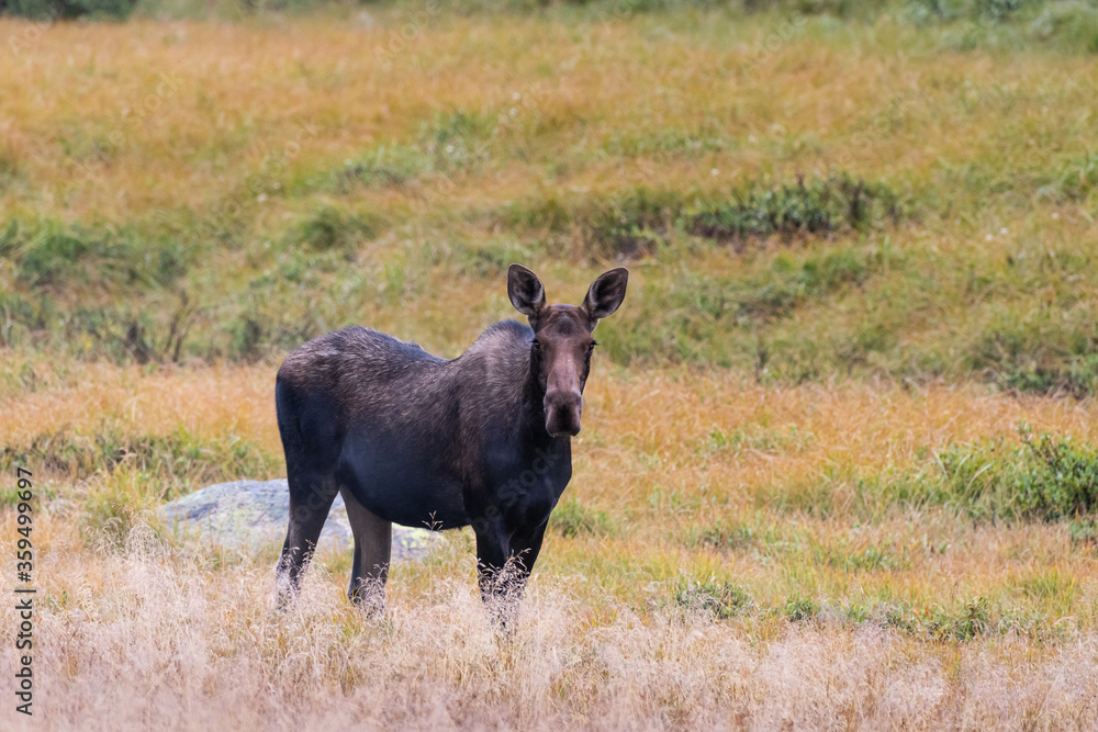 Fototapeta premium Shiras Moose in Colorado. Shiras are the smallest species of Moose in North America