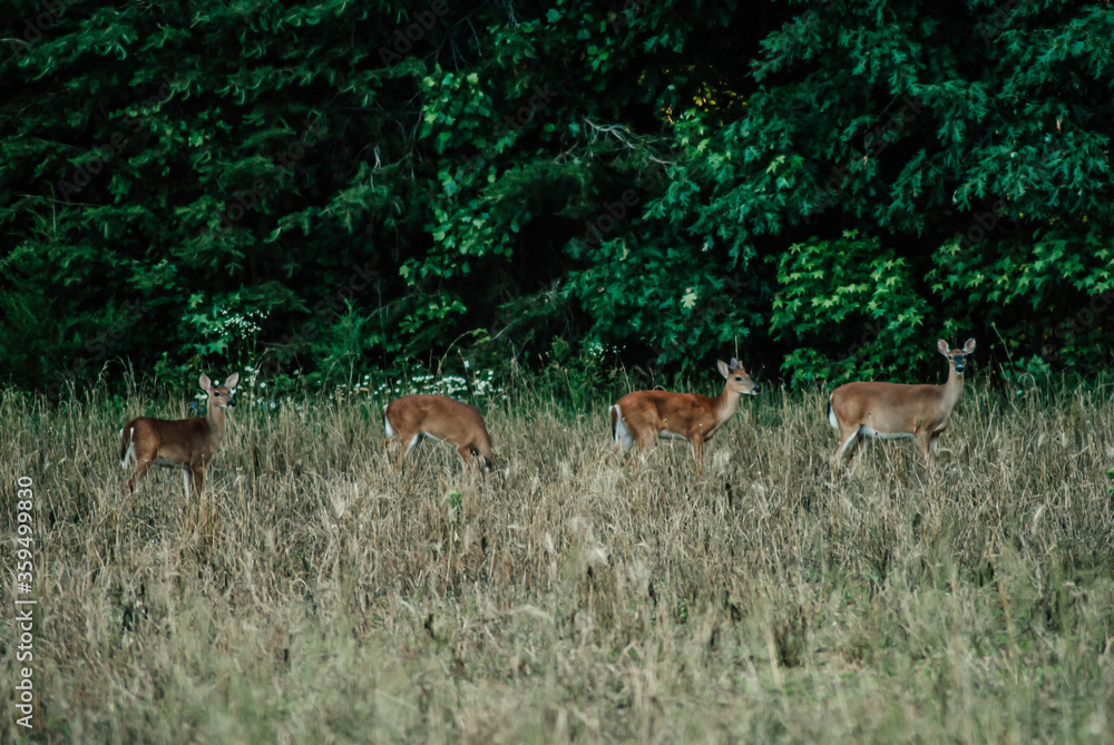 deer in the field deer in the field