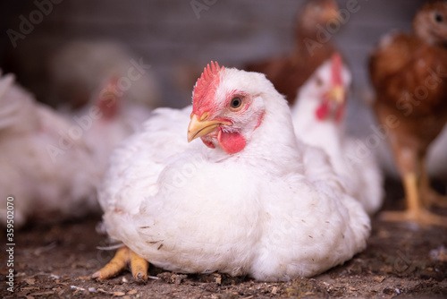 Portrait of white hen with red crest on poultry chicken farm.Meat animals farming.White layer chick grows in incubator.Broiler livestock bird,source of natural food