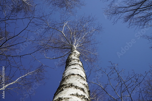 Blick in eine Baumkrone im Winter