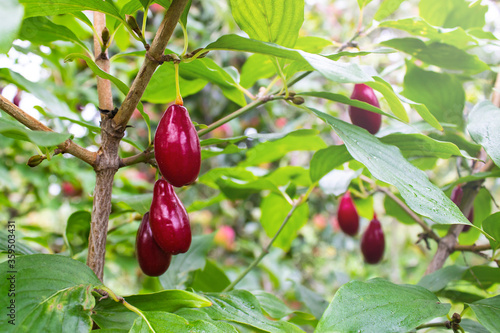 Red ripe dogwoods Cornus fruits on a fruit tree in the organic garden.