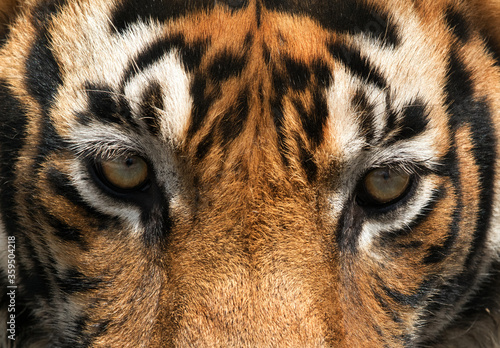 Tiger eyes  Ranthambore Tiger Reserve