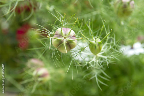 Nigella damascena seed capsule
