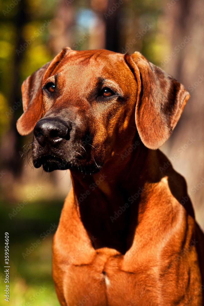 Adorable Rhodesian Ridgeback portrait in nature scene Adorable Rhodesian Ridgeback portrait in nature scene