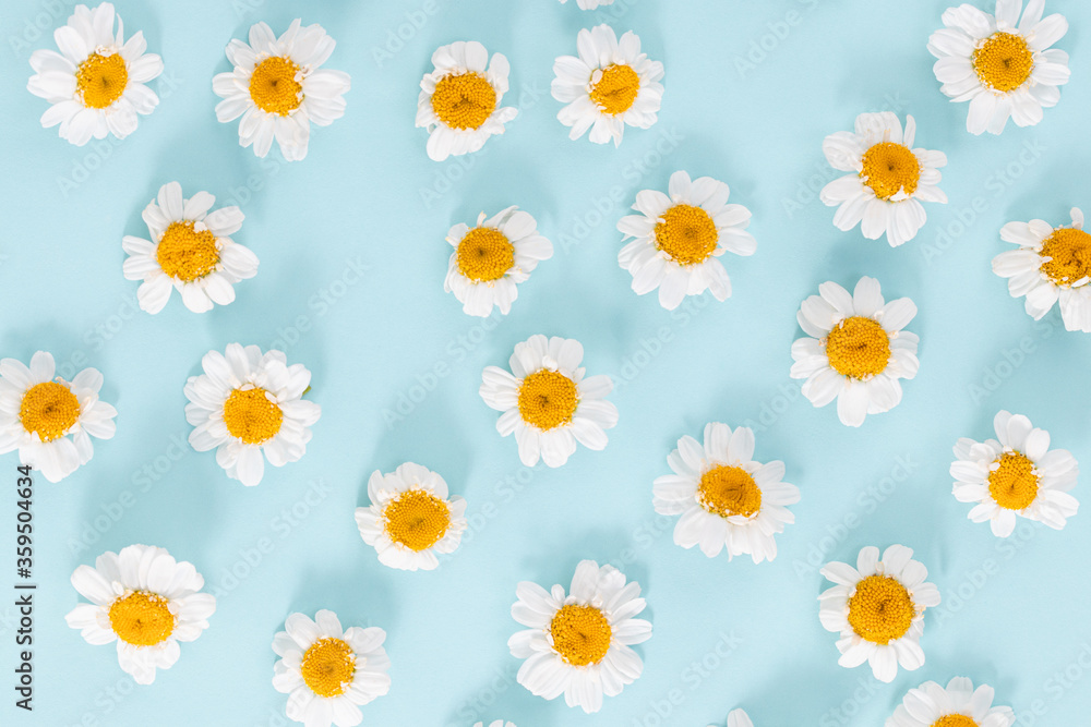 Daisy pattern. Flat lay spring and summer chamomile flowers on a blue background.Top view Daisy pattern. Flat lay spring and summer chamomile flowers on a blue background.Top view