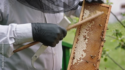 Beekeeper removing the bees from the honey comb with soft brush. Slow motion. High quality 4k footage photo