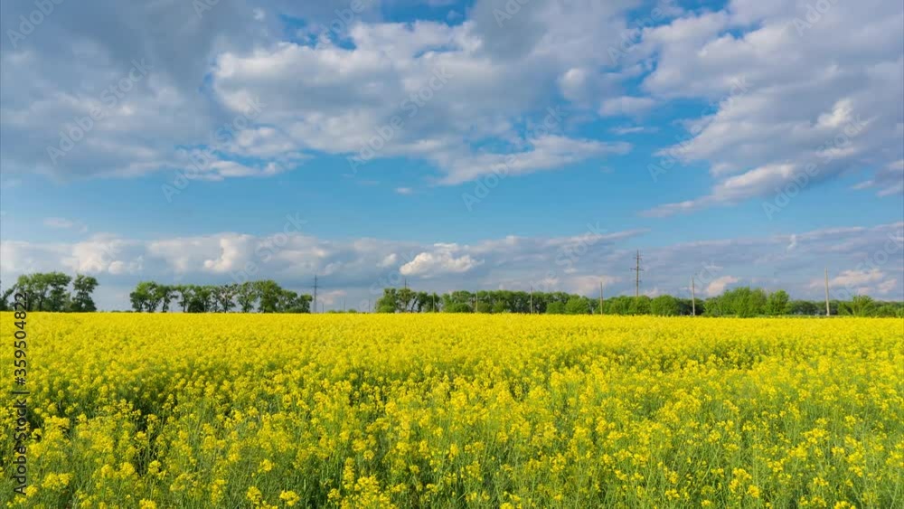 Timelapse view on a field of blooming bright yellow canola or rapeseed Timelapse view on a field of blooming bright yellow canola or rapeseed