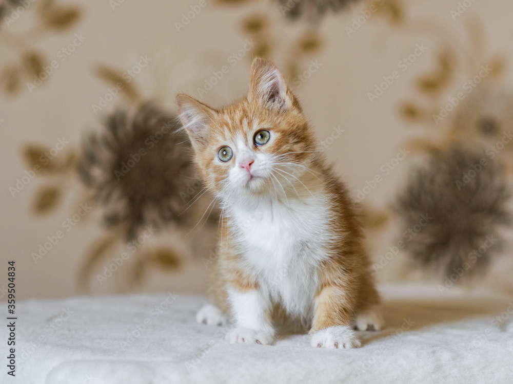 adorable playful red orange fluffy kitten at home