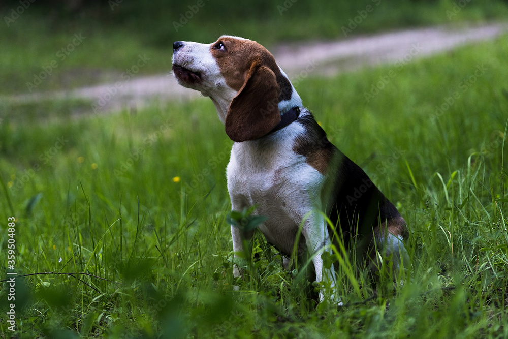 Beautiful hunting dog the Beagle walks in the woods. Happy puppy running through the woods and sitting in the grass