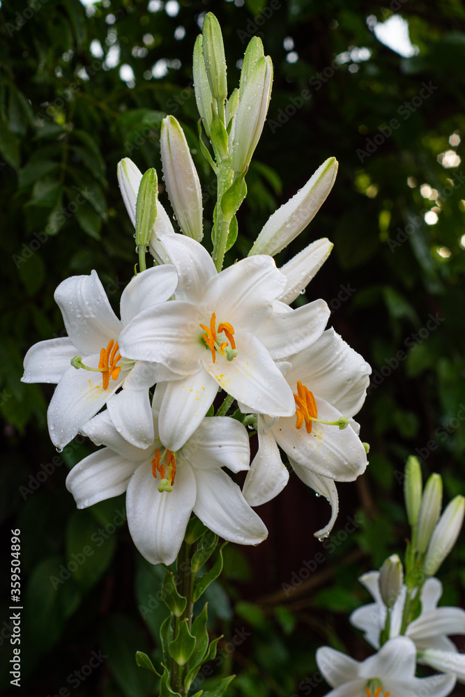 Obraz premium White lily in the garden. Lilium longiflorum