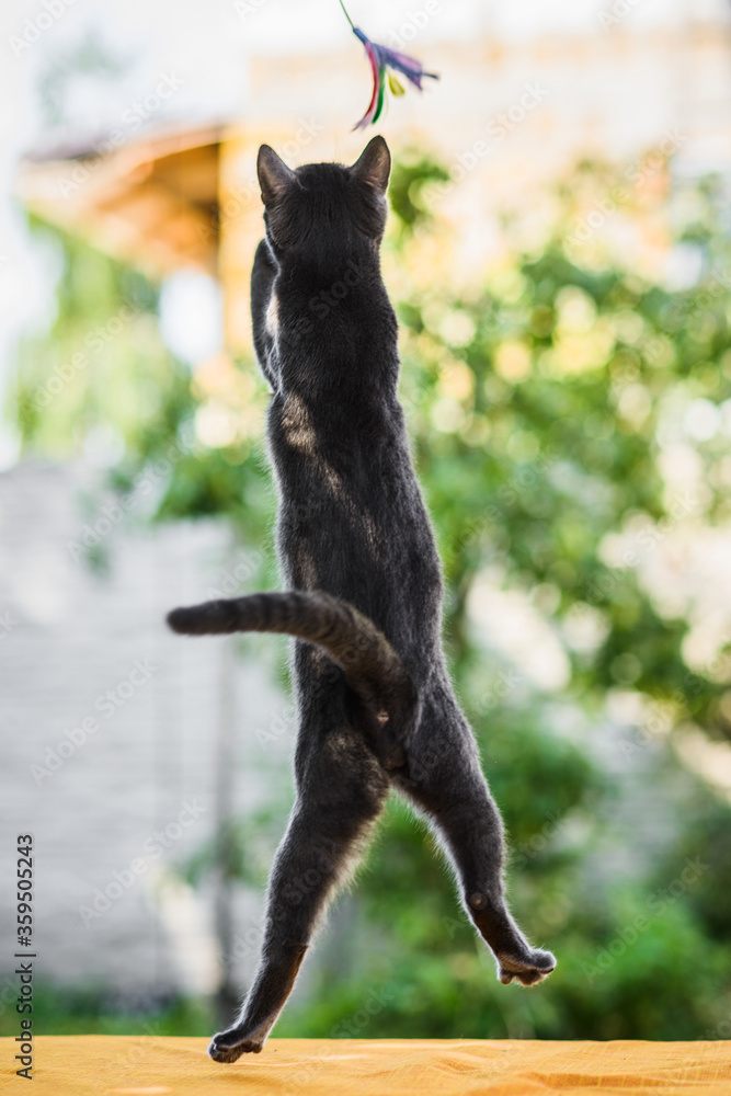 russian blue cat flying high in jump, hunting chasing toy russian blue cat flying high in jump, hunting chasing toy