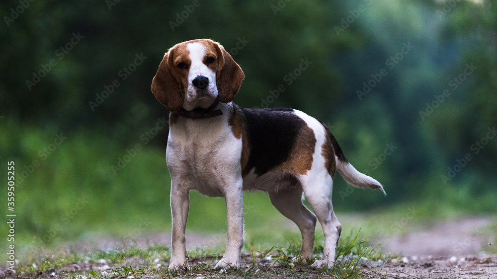 Beautiful hunting dog the Beagle walks in the woods. Happy puppy running through the woods and sitting in the grass