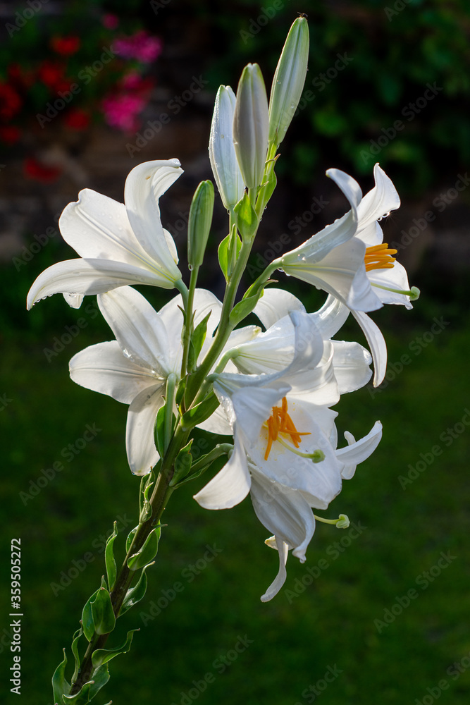 Fototapeta premium White lily in the garden. Lilium longiflorum