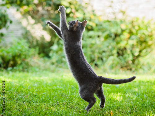 Foto russian blue cat flying high in jump, hunting chasing birds