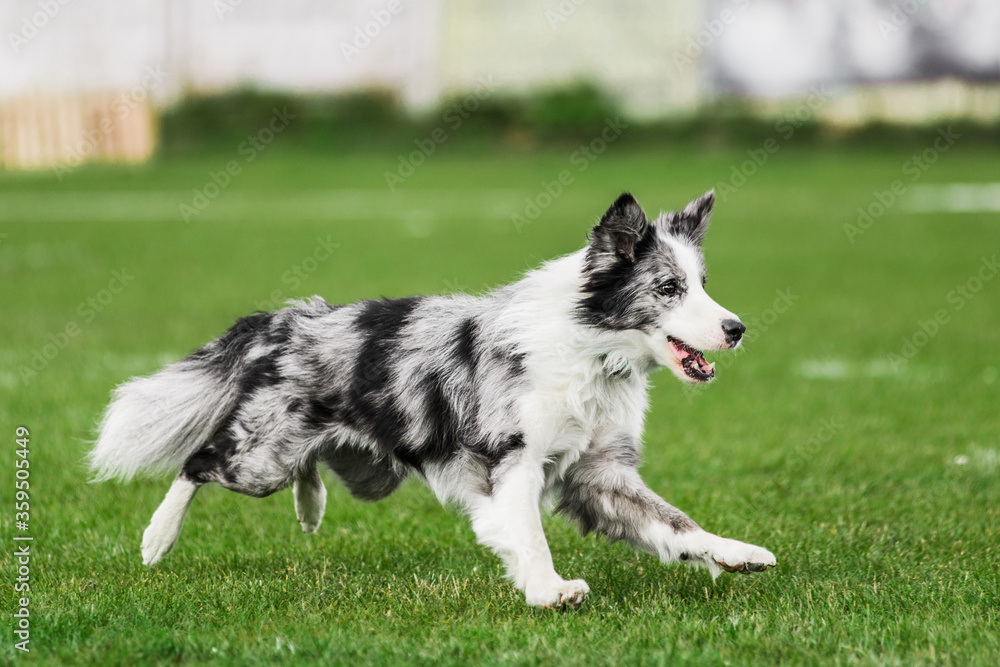 border collie running open mouth, flying disk dog sport competition border collie running open mouth, flying disk dog sport competition