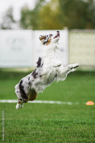 excited australian shepherd jumping high catching flying disk
