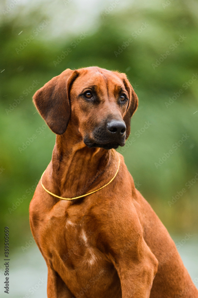 Adorable Rhodesian Ridgeback portrait in nature scene Adorable Rhodesian Ridgeback portrait in nature scene