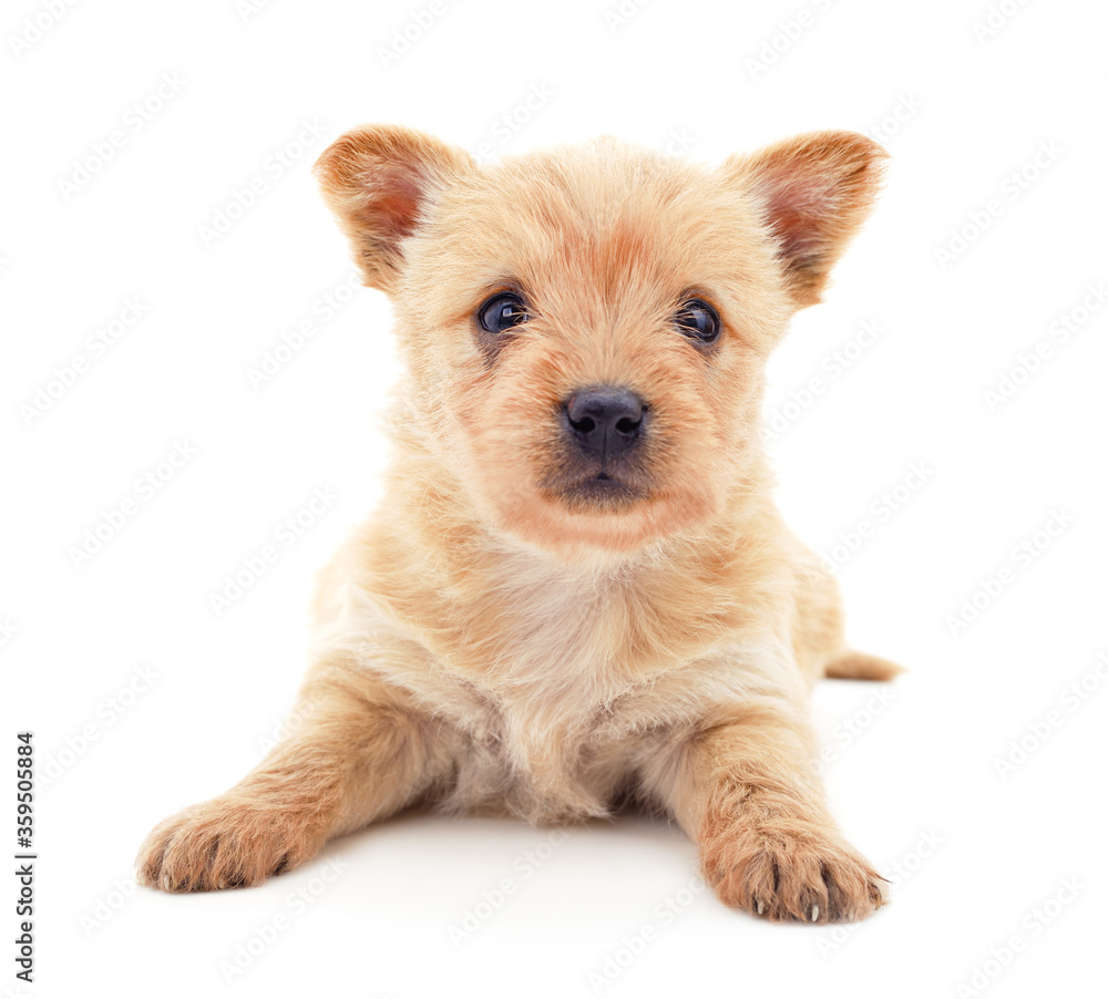 One little dog. One little dog.