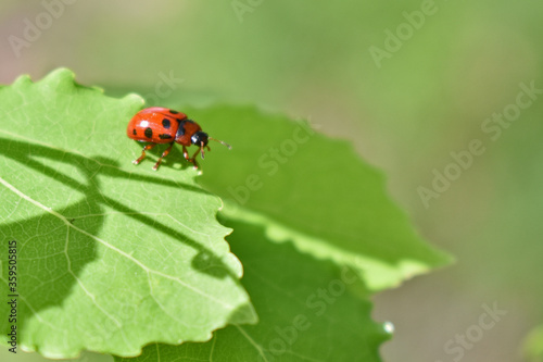 red ladybug on green grass © Igor