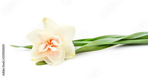 Fototapeta Naklejka Na Ścianę i Meble -  Pink beautiful daffodil.