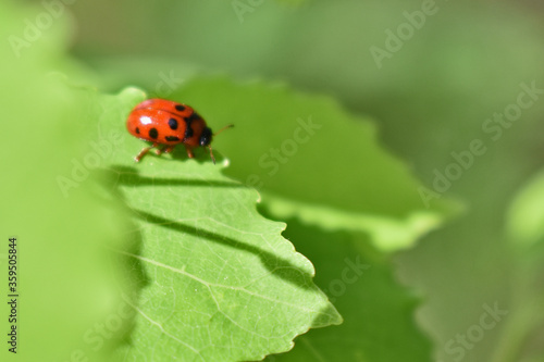 red ladybug on green grass