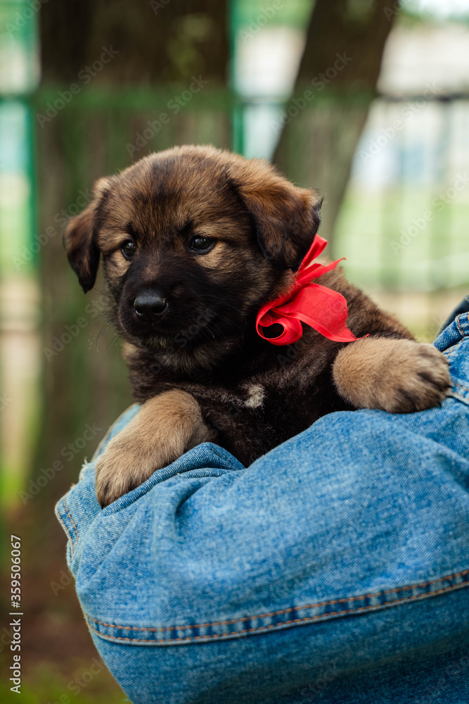 small dog - a puppy sits in the arms of a woman