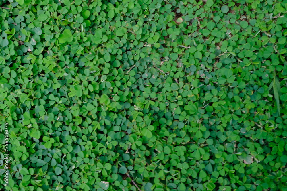 green grass background green grass background