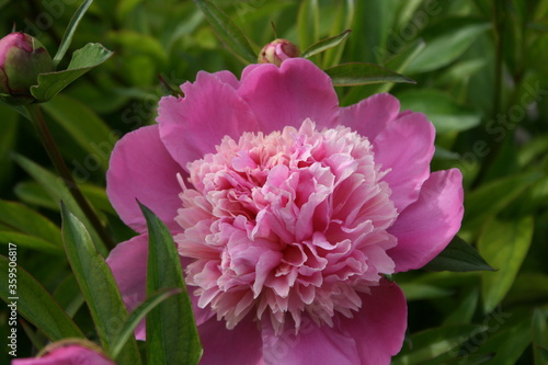 awesome pink peonies in the spring garden