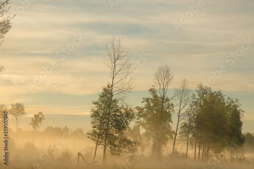 Wallpaper Mural Sunrise in the foggy forest, Altai, Russia Torontodigital.ca