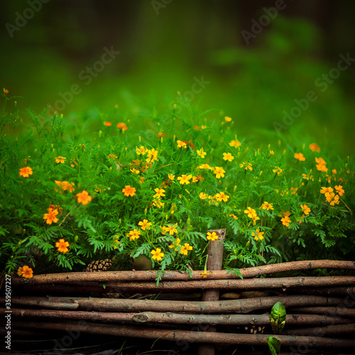 Flower arrangement on the lawn of Novosibirsk