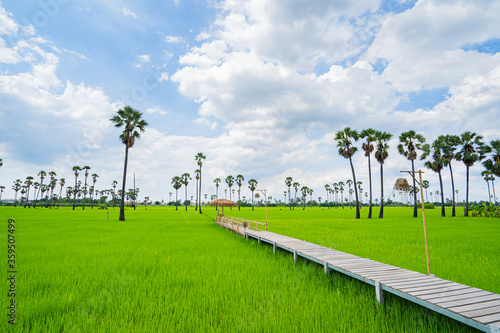 A wooden bridge that extends into rice fields And sugar palm Forest, Pratum Thani Province, Thailand photo